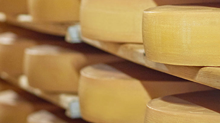 Dairy cheese